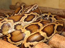 ಸಾಕಿದ ಹೆಬ್ಬಾವನ್ನು ಕಚ್ಚಿ ಅರೆಸ್ಟಾದ ಅಮೆರಿಕನ್!