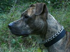 ಒಡತಿಯ ಪ್ರಾಣಕ್ಕೆ ಕುತ್ತಾದವೇ ಸಾಕು ನಾಯಿಗಳು?