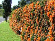 ತುತ್ತೂರಿ ಹೂಗಳನ್ನು ಬೆಳೆಯುವುದು ಹೇಗೆ?