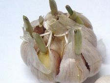 ನಿಮ್ಮ ಬೆಚ್ಚಗಿನ ಬದುಕಿಗೆ ಬೆಳ್ಳುಳ್ಳಿ ಬೇಕು! 