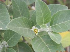 ಅಶ್ವಗಂಧ ಅಂದರೆ ಕ್ಯಾನ್ಸರ್ ಗೂ ಭಯ! 