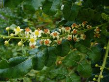ಮಡ್ಡಿ ಮರದಿಂದ ಆಯಸ್ಸು ಗಟ್ಟಿಯಾಗುತ್ತೆ