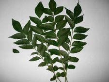 ತಟ್ಟೆಯಿಂದ ಕರಿಬೇವನ್ನು ಪಕ್ಕಕ್ಕಿಡುವ ಮುನ್ನ ಯೋಚಿಸಿ