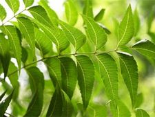 ಬೇವಿನಲ್ಲಿ ನಿಮ್ಮ ಆರೋಗ್ಯಕ್ಕೆ ಬೇಕಾದ್ದು ಏನೇನಿದೆ?