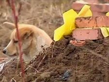 ಈ ನಂಬಿಗಸ್ಥ ನಾಯಿ ಯಜಮಾನನ ಸಮಾಧಿ ಬಿಟ್ಟು ಕದಲುತ್ತಿಲ್ಲ