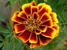 ಚೆಂಡು ಹೂವಿನಿಂದ ದೃಷ್ಟಿ ದೋಷ ತಪ್ಪಿಸಬಹುದು