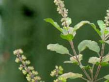 ಸರ್ವ ರೋಗಗಳಿಗೆ ಡಾಕ್ಟರ್ ಮನೆಯಲ್ಲೇ ಇದ್ದಾರೆ