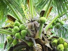 ತ್ವಚೆಗೆ ತಾರುಣ್ಯ ತುಂಬುತ್ತೆ ಎಳನೀರು