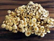 ವೈ ದಿಸ್ ವಿಟಮಿನ್ ಡಿ? ವೈ ದಿಸ್ ವಿಟಮಿನ್ ಡಿ?  