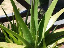 ಲೋಳೆಸರದಿಂದ ಡಯಾಬಿಟಿಸ್ ಕಡಿಮೆಯಾಗಬಹುದಾ?