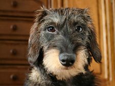 ಮಕ್ಕಳೆಂದರೆ ಅಚ್ಚುಮೆಚ್ಚು ಡಮೆರೇನಿಯನ್ ನಾಯಿಗೆ