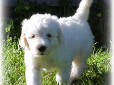 ತುಂಬಾ ಮುದ್ದಾಗಿರುವ ಈ ನಾಯಿ ಯಾವುದು?