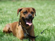 ಅತಿ ಅಪಾಯಕಾರಿ ಈ ಬುಲ್ ಬಾಕ್ಸರ್