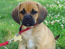 ತುಂಬಾ ಚುರುಕು ಈ ಪಗಲ್ ಹೈಬ್ರಿಡ್ ನಾಯಿ