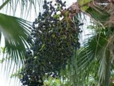 ತೂಕ ಕಡಿಮೆ ಮಾಡುವ ಬೆರಿ ಆರೋಗ್ಯಕಾರಿ