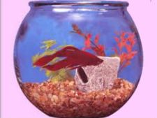 ಚಿಕ್ಕ ಬೌಲ್ ನಲ್ಲಿ ಸಾಕಲು ಈ ಮೀನುಗಳು