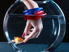 ಅಕ್ವೇರಿಯಂ ಮೀನಿಗೆ ಅಧಿಕ ಆಹಾರದಿಂದ ಅಪಾಯ!