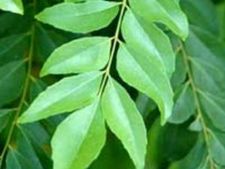 ಕರಿಬೇವಿನಿಂದ ದೇಹದ ತೂಕ ಕಡಿಮೆಯಾಗುವುದೆ?