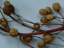 ಅನೇಕ ರೋಗಗಳಿಗೆ ಪರಿಹಾರ ಈ ಮನೆ ಮದ್ದಿನಲ್ಲಿದೆ