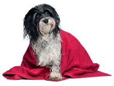 ನಾಯಿಗೆಅಂದದ ರೋಮಕ್ಕಾಗಿ ಬೇಕು ನಿಮ್ಮ ಆರೈಕೆ