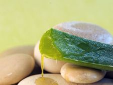 ಸೌಂದರ್ಯದ ರಕ್ಷಣಾ ಕವಚ ಲೋಳೆಸರ