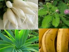 ಮೂಲವ್ಯಾಧಿ ನಿವಾರಣೆಗೆ 20 ರೀತಿಯ ಮನೆಮದ್ದು