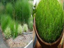 ಹಚ್ಚ ಹಸಿರಿನ ಸೌಂದರ್ಯ ಸೆಳೆಯುವುದು ಮನ