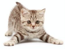 ಧ್ಯಾನ ಮಾಡುವಾಗ ಬೆಕ್ಕನ್ನು ಕಟ್ಟಿಹಾಕಬೇಕಾ?