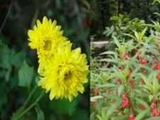 ಸೇವಂತಿ ಮತ್ತು ತ್ಯಾರಣದ ಗಿಡದ ಆರೈಕೆ