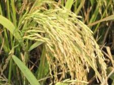 ಅತ್ಯಂತ ಆರೋಗ್ಯಕರ ಅಕ್ಕಿ-ಭಾರತದ ಸ್ವರ್ಣ ಅಕ್ಕಿ!