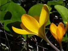 ಝೆನ್ ಗುರು ಹತ್ತಿರ ಕಳ್ಳ ಅನುಯಾಯಿಯಾದ ಕಥೆ