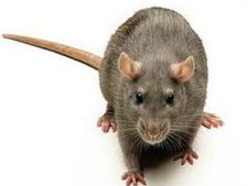 ಇಲಿಯಿಂದ ಕಚ್ಚಿಸಿಕೊಂಡರೆ ಆರೋಗ್ಯಕ್ಕೆ ಅಪಾಯ!