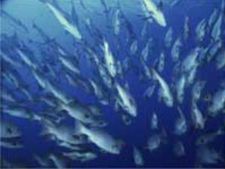 ಝೆನ್ ಕಥೆ:ನೀನೇನು ಮೀನು ಅಲ್ವಲ್ಲ?