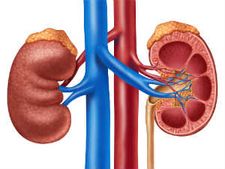 ಮೂತ್ರಕೋಶ (ಕಿಡ್ನಿ) ಸಮಸ್ಯೆ ನಿವಾರಣೆಗೆ 3 ವಿಧಾನ