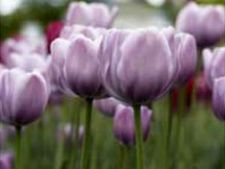 ನೀನು ಯಾರು ಎಂದು ಗೊತ್ತಾಯಿತೇ?