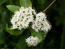 ಝೆನ್ ಗುರುವಿನ ಅಂತಿಮ ಪ್ರಕಟಣೆ