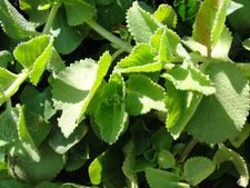 ಅಲರ್ಜಿ ನಿವಾರಣೆಗೆ  ಇಲ್ಲಿವೆ ಸೂಪರ್ ಮನೆಮದ್ದು