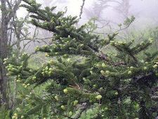 ಅಲಂಕಾರಕ್ಕೆ 7 ಬಗೆಯ ಕ್ರಿಸ್ ಮಸ್ ಟ್ರೀಗಳು