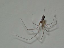 ಜೇಡರ ಬಲೆ ತೆಗೆಯುವುದು ಹೇಗೆ?