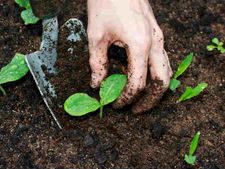 ಕೈ ತೋಟ ಮಾಡುವವರಿಗೆ ಟಿಪ್ಸ್