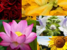 ಈ ಹೂಗಳನ್ನು ತಿಂದರೆ ಆರೋಗ್ಯಕ್ಕೆ ಒಳ್ಳೆಯದು