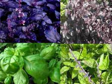 ವಿವಿಧ ಬಗೆಯ ತುಳಸಿ ಗಿಡಗಳು