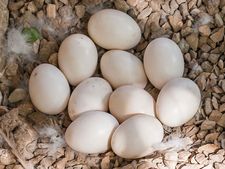 ಅತ್ಯಂತ  ಆರೋಗ್ಯಕರವಾದ 8 ಬಗೆಯ  ಮೊಟ್ಟೆಗಳು