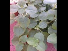 ಅಧಿಕ ರಕ್ತದೊತ್ತಡ ತಡೆಯಲು ಗಿಡಮೂಲಿಕೆಗಳು