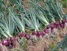 ಕಣ್ಣಲ್ಲಿ ನೀರು ತರಿಸಿದರೂ ಆರೋಗ್ಯ ಕಾಪಾಡುವ ಈರುಳ್ಳಿ