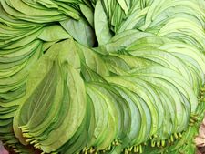 ವೀಳ್ಯದ ಎಲೆ ತಿಂದರೆ ಆರೋಗ್ಯಕ್ಕಾಗುವ ಲಾಭ