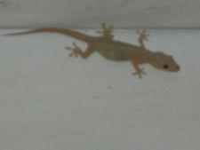 ಹಲ್ಲಿ ಮುಕ್ತ ಮನೆಯಾಗಿಸಲು ಇಲ್ಲಿದೆ ಟಿಪ್ಸ್