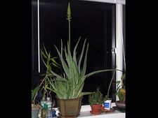 ಮನೆಮದ್ದಾಗಿ ಲೋಳೆಸರದ ಪಾತ್ರ