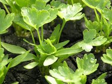 ವಿಟಮಿನ್ ಸಿ ಗರ್ಭಪಾತಕ್ಕೆ ಮನೆಮದ್ದು