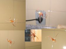 ಮನೆಯಲ್ಲಿ ಜೇಡಗಳ ಸಮಸ್ಯೆಯೇ? ಕೀಟನಾಶಕಗಳನ್ನು ಮಾತ್ರ ಬಳಸಬೇಡಿ!